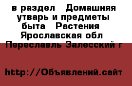  в раздел : Домашняя утварь и предметы быта » Растения . Ярославская обл.,Переславль-Залесский г.